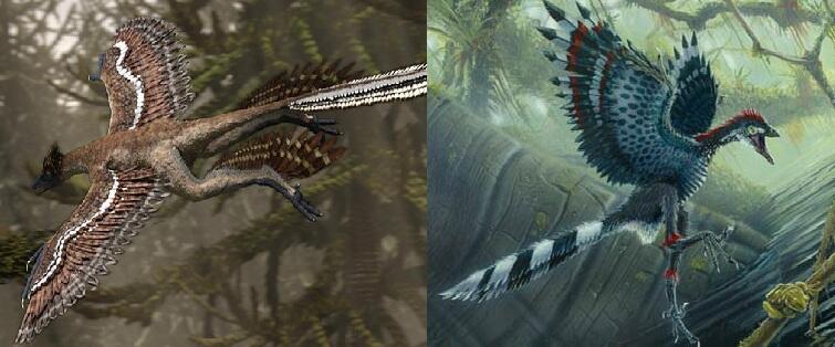 &#91;Perbandingan&#93;Microraptor &amp; Archaeopteryx