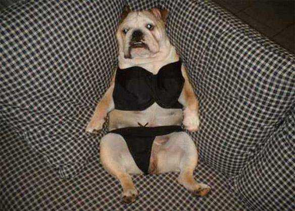 Anjing sexy banget &#91;bd&#93;