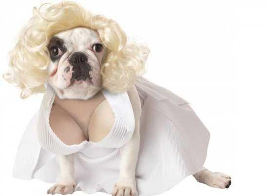 Anjing sexy banget &#91;bd&#93;