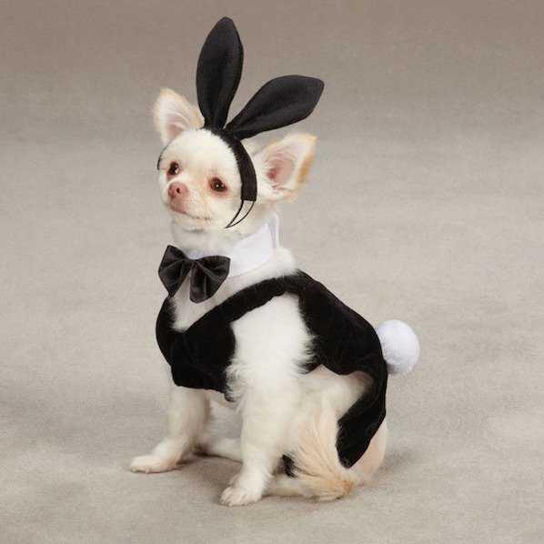 Anjing sexy banget &#91;bd&#93;