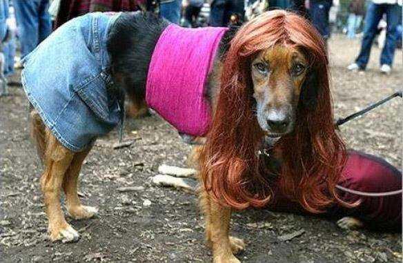 Anjing sexy banget &#91;bd&#93;