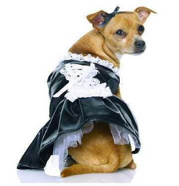 Anjing sexy banget &#91;bd&#93;