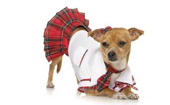 Anjing sexy banget &#91;bd&#93;