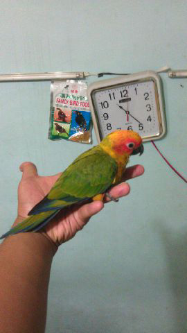 SUNCONURE baby