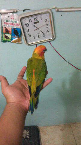 SUNCONURE baby