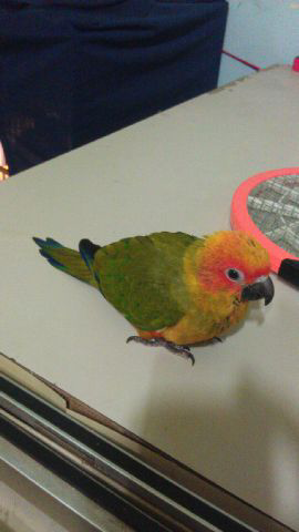 SUNCONURE baby