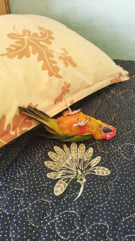 SUNCONURE baby
