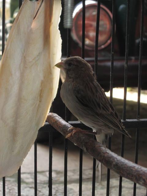 Terjual Jual Burung Kenari Star blue - abu2x Bandung  KASKUS
