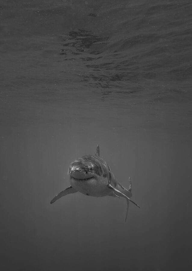 Great white shark di Guadalupe