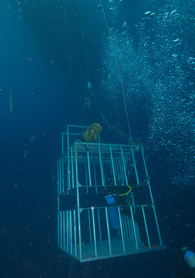 Great white shark di Guadalupe