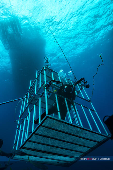 Great white shark di Guadalupe