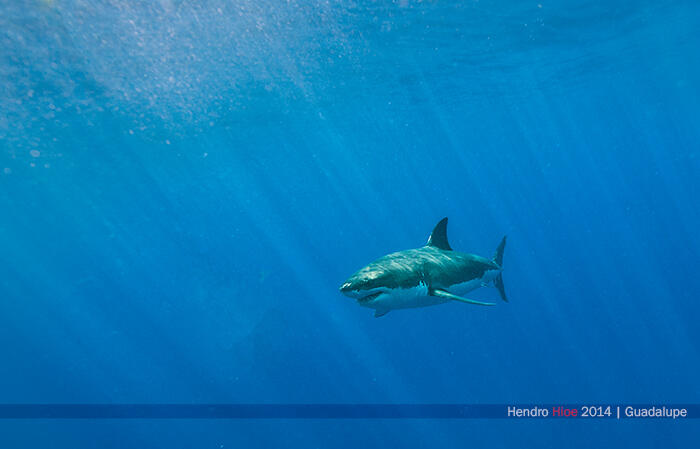 Great white shark di Guadalupe