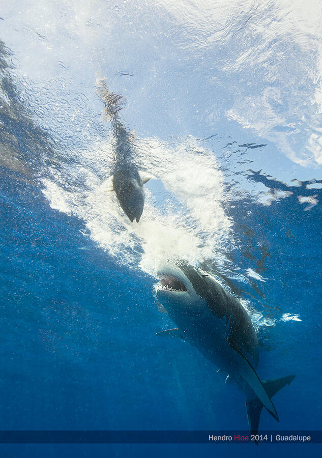 Great white shark di Guadalupe