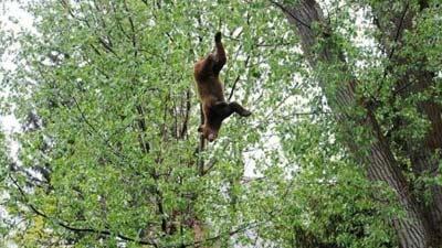 10 Hal Paling Mengejutkan Yang Pernah Jatuh Dari Langit