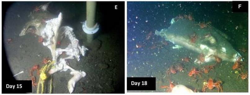 Beginilah proses tubuh manusia terurai sisa tulang didalam laut.