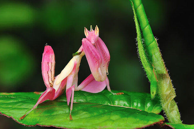  Unik, Pernah Ketemu Hewan Berwarna Pink Seperti Ini?