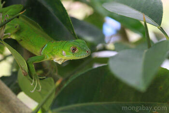 kenalan sama Iguana yuk,,,, 