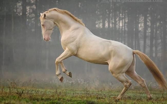 21 kuda yang nampak Tidak Biasa dan Sangat Berbeda