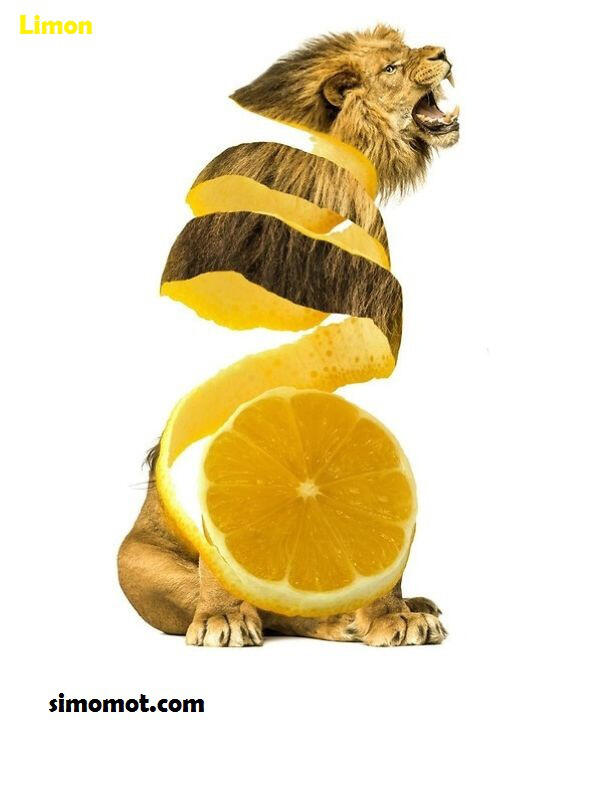 Animal Food, Seri Gabungan Foto Hewan dengan Buah dan ...