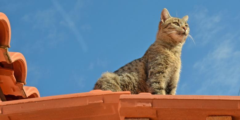 Hal-hal yang biasa Dilakukan Kucing