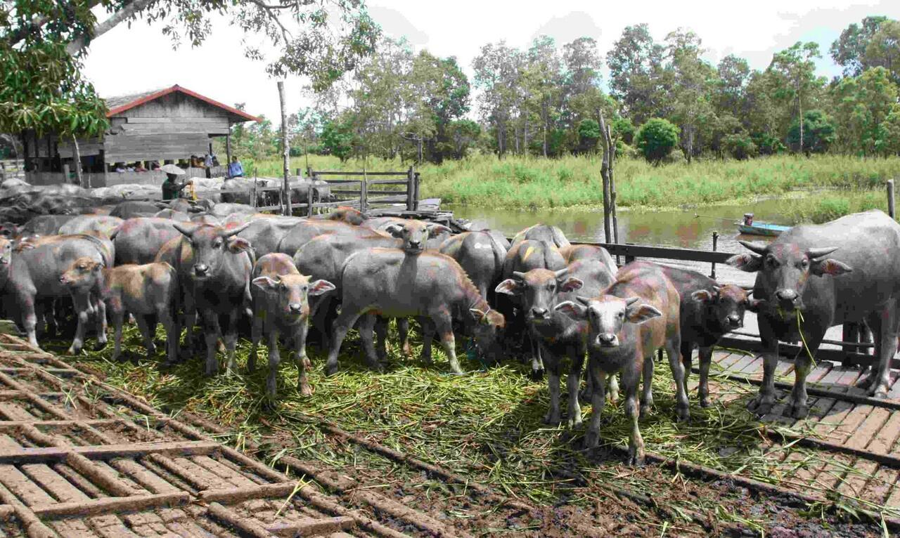 penampakan kumpul kebo.....