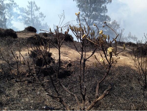 API DI PUNGGUNG RINJANI