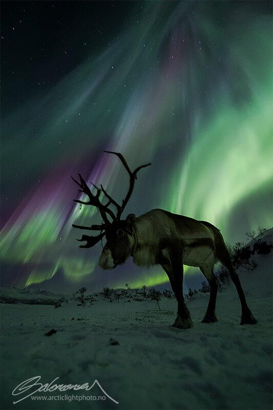 Kumpulan Foto Aurora Borealis di Norwegia yang Menakjubkan!