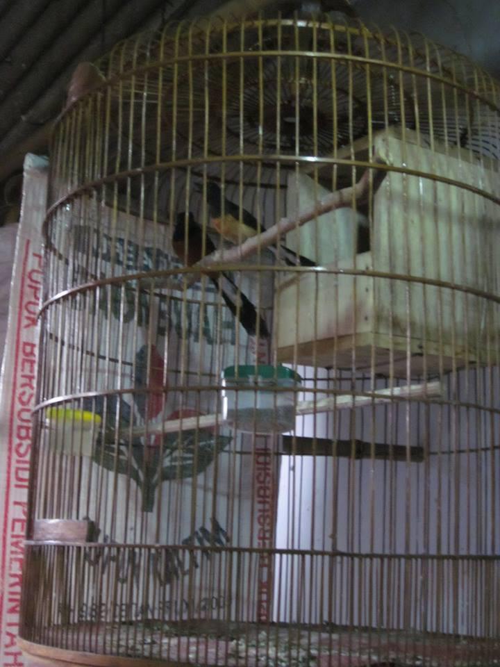 Murai Batu Medan Super Ekor Panjang 27cm Dede Bird Farm Kaskus