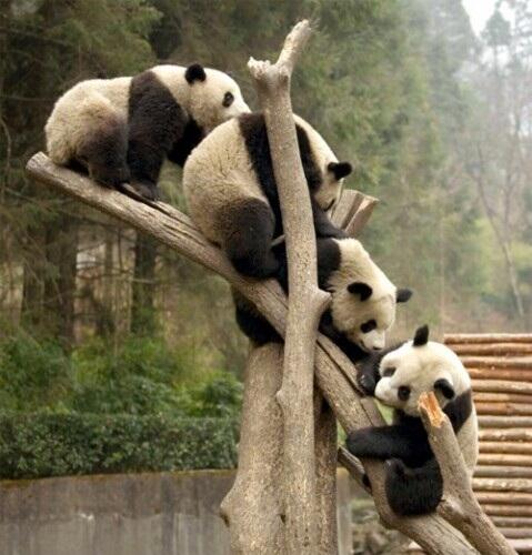Kumpulan Foto Panda-Panda Lucu dan Menggemaskan