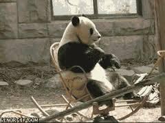 Kumpulan Foto Panda-Panda Lucu dan Menggemaskan
