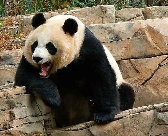Kumpulan Foto Panda-Panda Lucu dan Menggemaskan