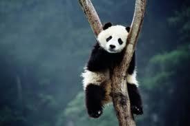 Kumpulan Foto Panda-Panda Lucu dan Menggemaskan