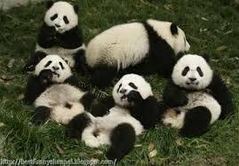Kumpulan Foto Panda-Panda Lucu dan Menggemaskan