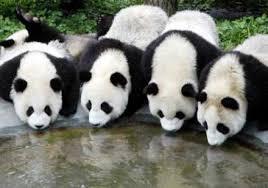Kumpulan Foto Panda-Panda Lucu dan Menggemaskan