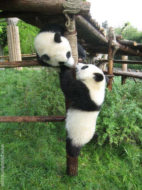 Kumpulan Foto Panda-Panda Lucu dan Menggemaskan