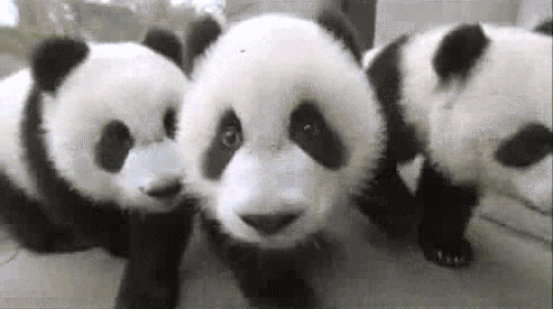 Kumpulan Foto Panda-Panda Lucu dan Menggemaskan