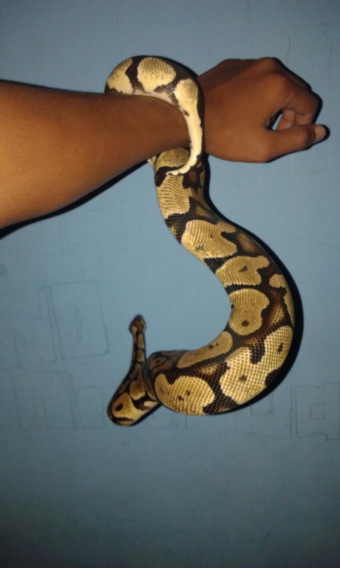 BP / Ball Python Pastel