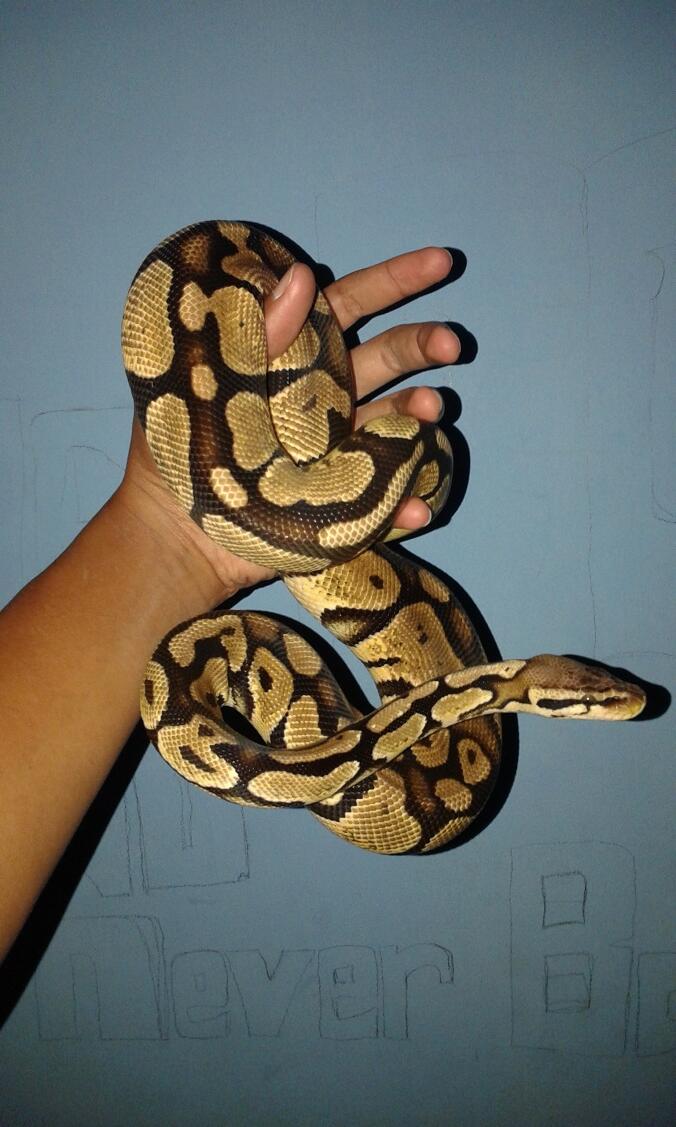 BP / Ball Python Pastel