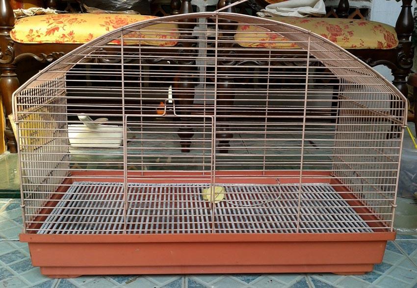 Kandang Kucing dan Guinea Pig