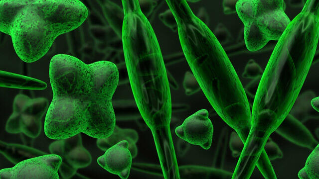 Bioplastik dari Alga, Bahan Baku Industri Ramah Lingkungan