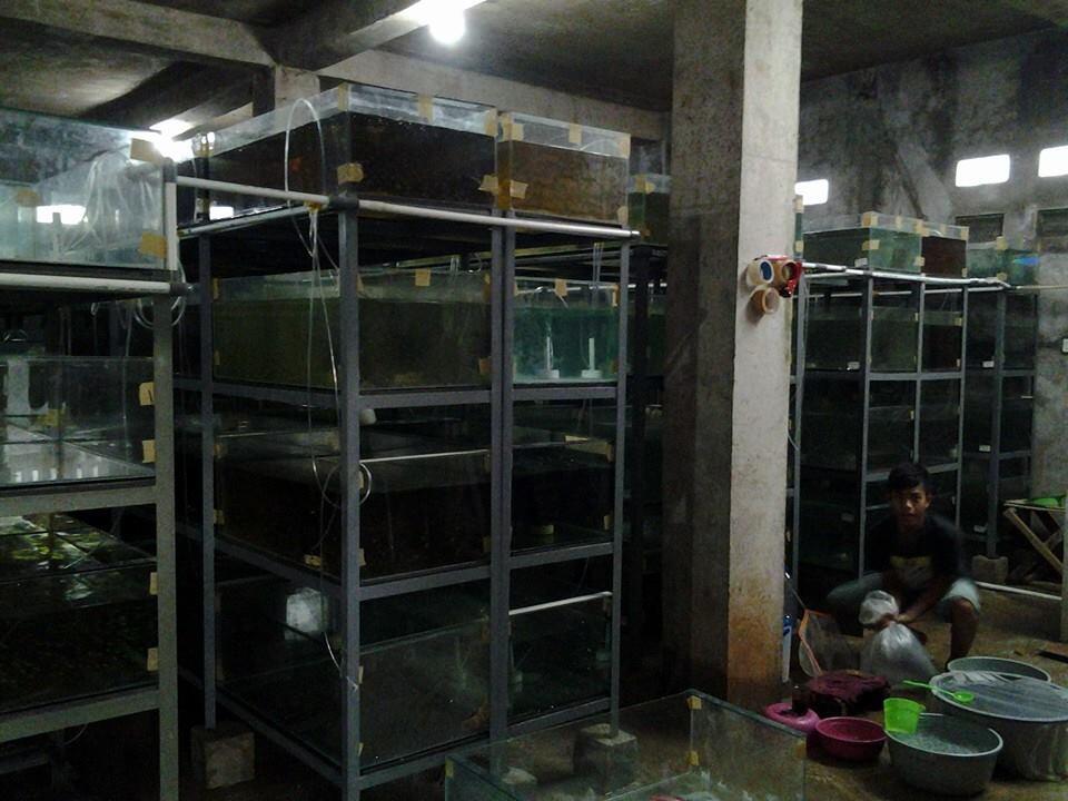 ikan hias tetra, manfish, black ghost, dsb (RUN Fish Farm)