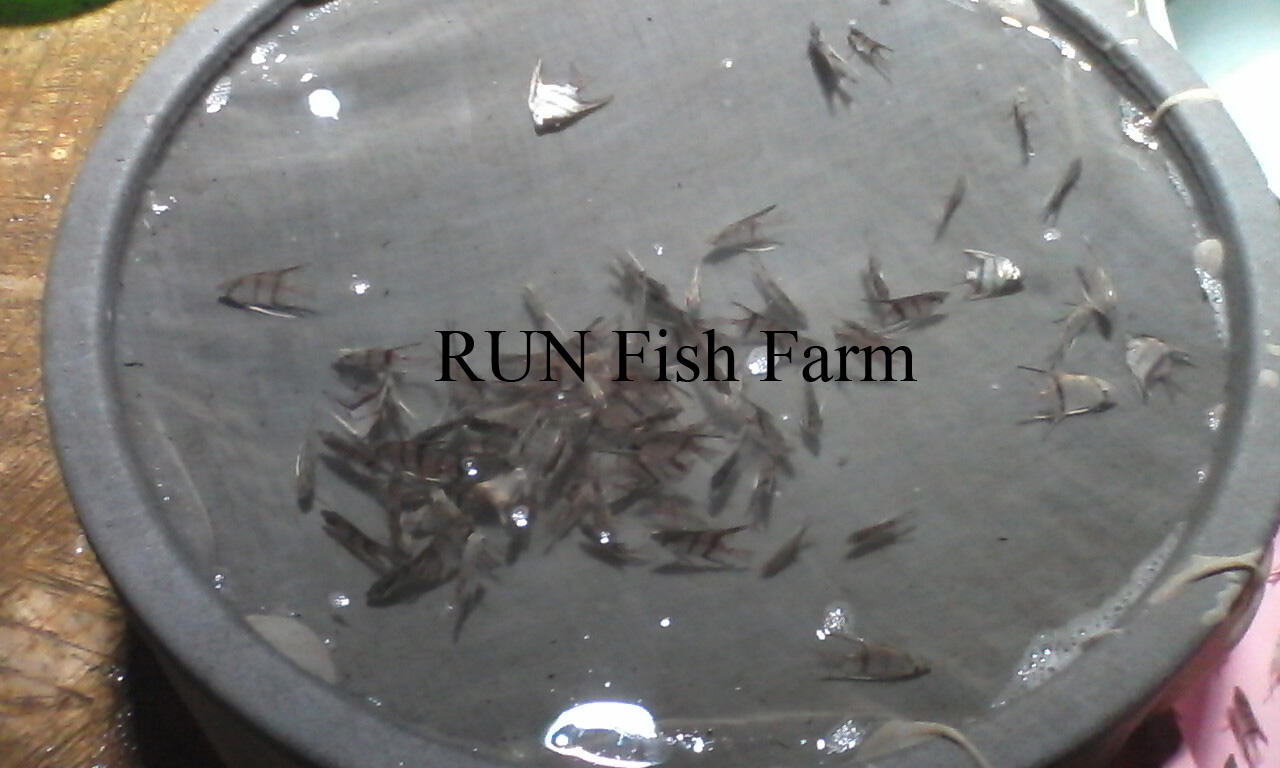 ikan hias tetra, manfish, black ghost, dsb (RUN Fish Farm)