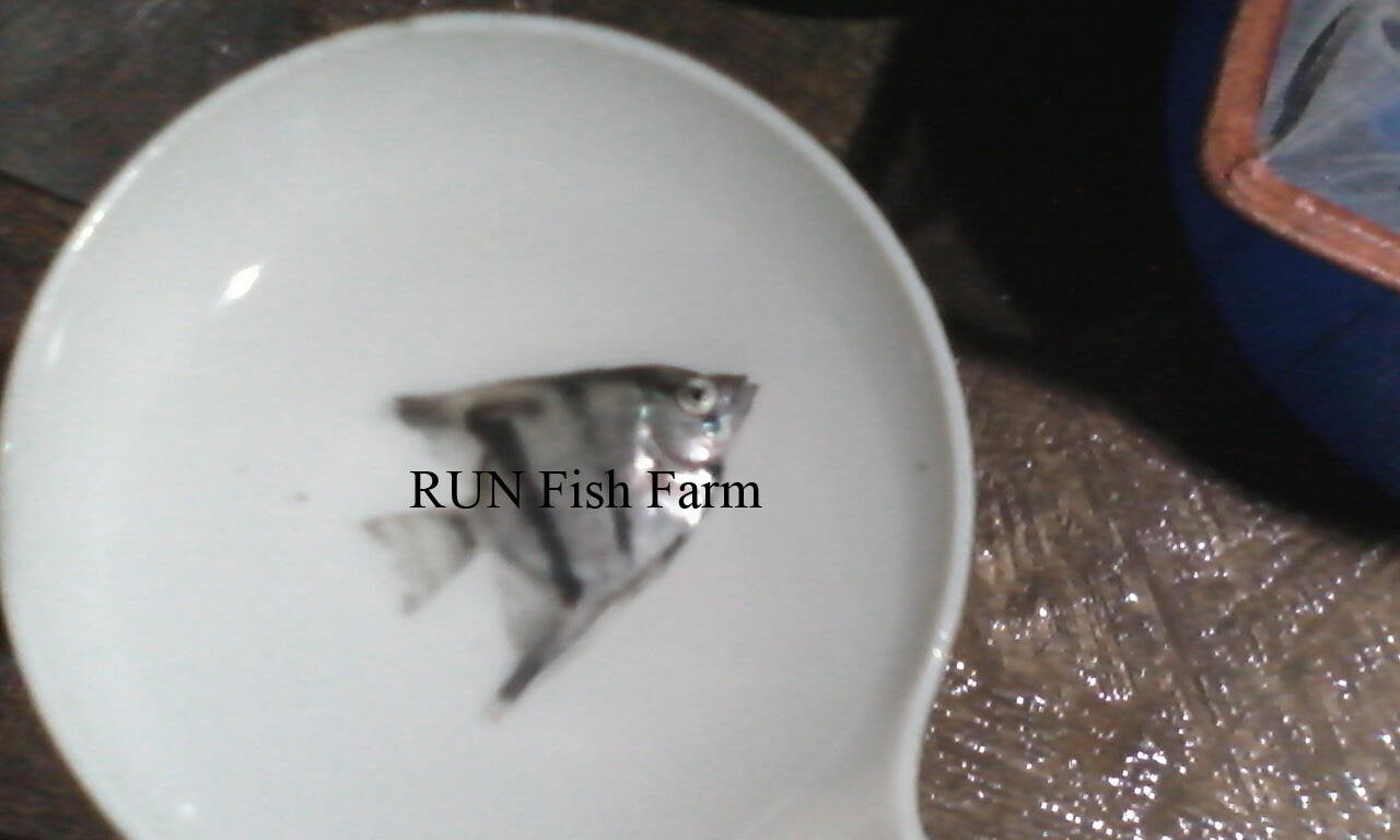 ikan hias tetra, manfish, black ghost, dsb (RUN Fish Farm)
