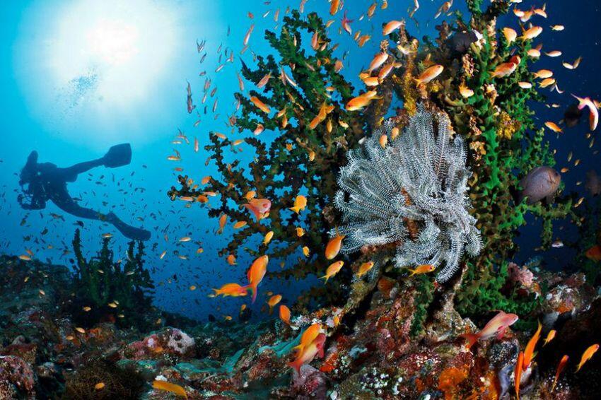 10 Diving Spot Paling Keren di Indonesia yang Wajib Dijelajahi