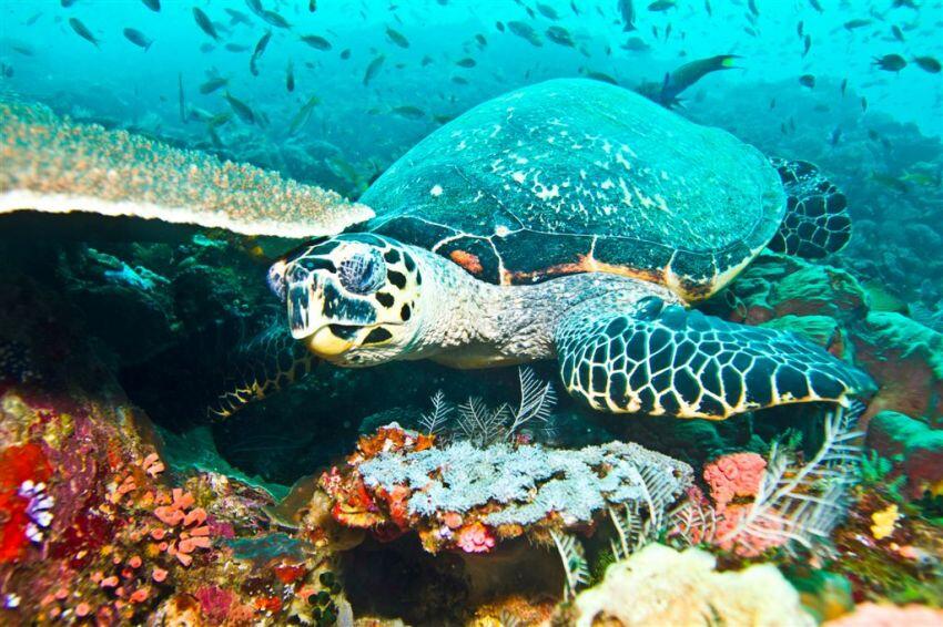 10 Diving Spot Paling Keren di Indonesia yang Wajib Dijelajahi