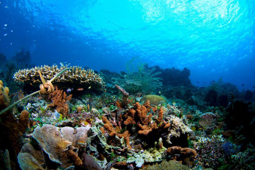 10 Diving Spot Paling Keren di Indonesia yang Wajib Dijelajahi