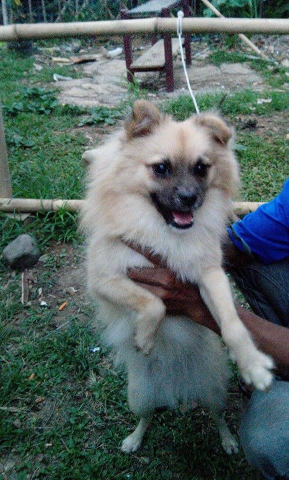 Ada yang tau nggak ini anjing jenis apa?