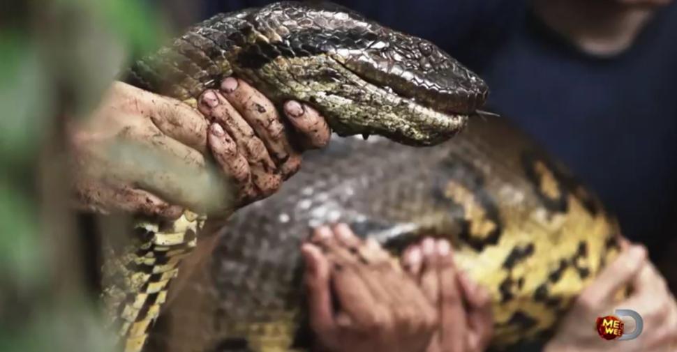 Si Gokil ini Merelakan dirinya dimakan Hidup2 oleh anaconda