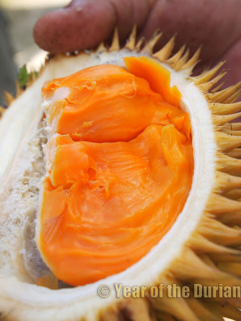 Pecinta atau Pembenci DURIAN ??? Masuk sini deh