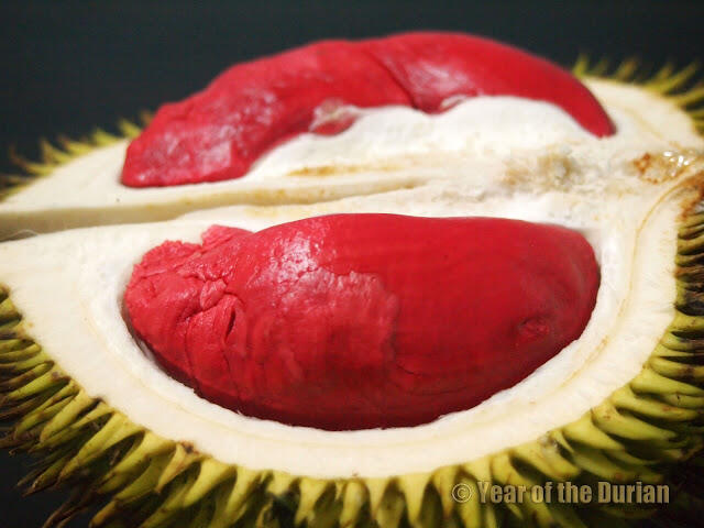 Pecinta atau Pembenci DURIAN ??? Masuk sini deh